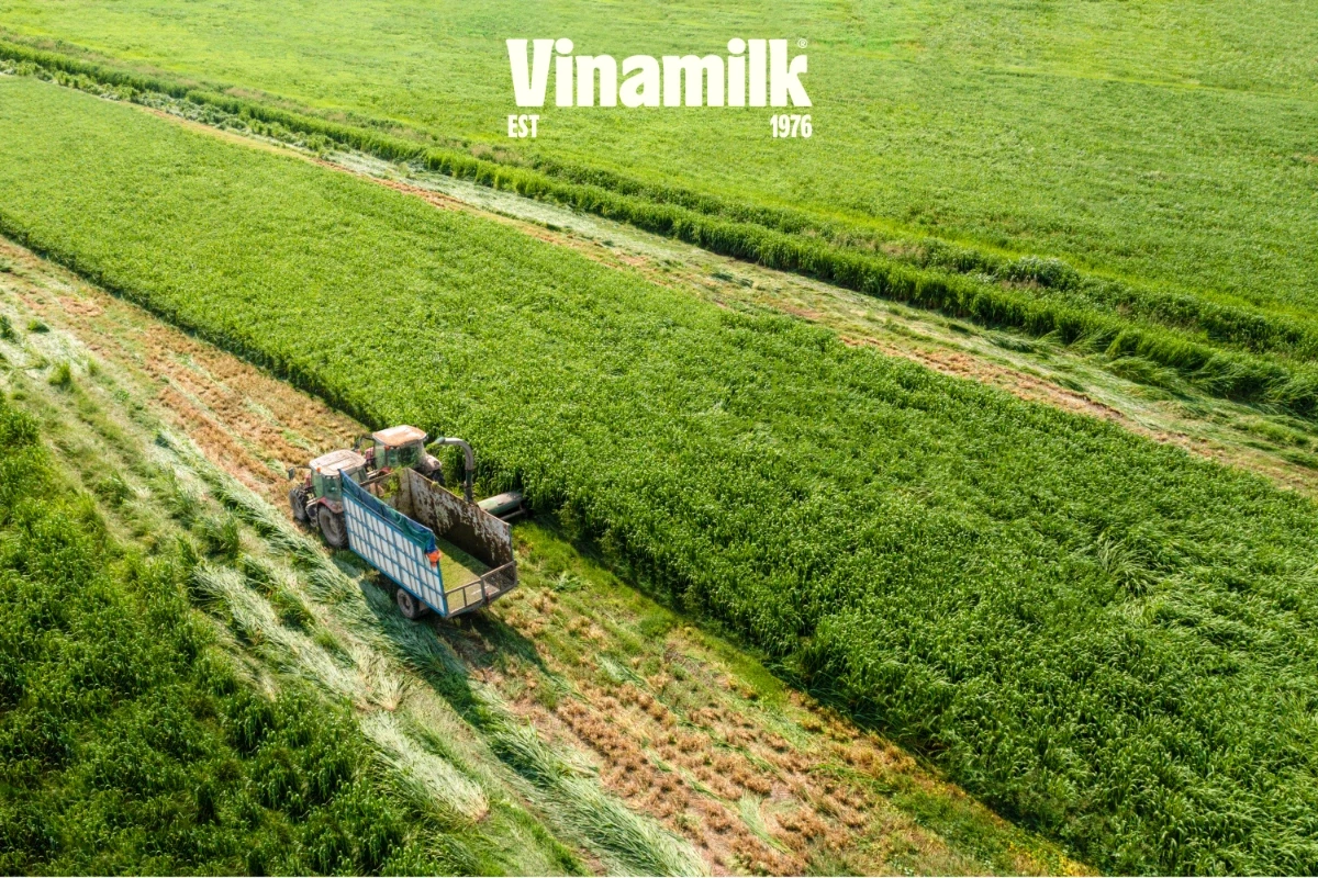 Cánh đồng thức ăn xanh được canh tác tuần hoàn tại mô hình Green Farm của Vinamilk.