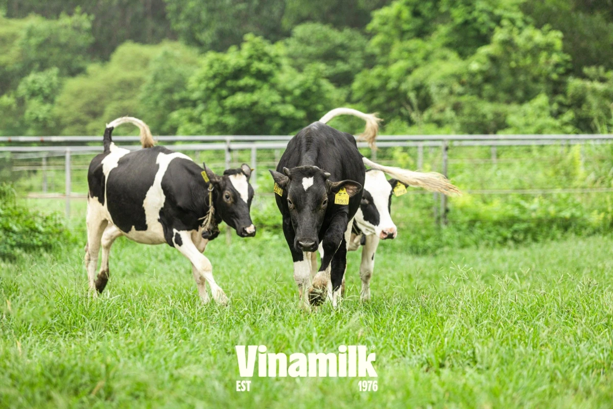Bò sữa tại trang trại Vinamilk được tự do lựa chọn việc ra đồng cỏ, sân chơi hoặc trở về chuồng, nơi được trang bị hệ thống đảm bảo nhiệt động tối ưu vận hành hoàn toàn tự động, nệm nằm êm như khách sạn để nghỉ ngơi…
