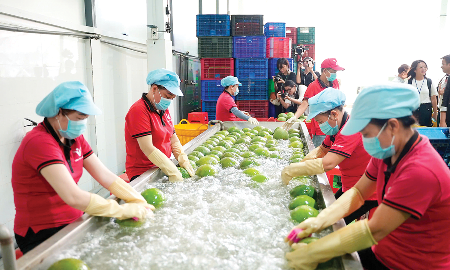 Nông, lâm, thủy sản xuất siêu lớn khẳng định vai trò “trụ đỡ”