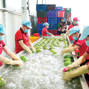 Mặt hàng rau quả là điểm sáng nổi bật trong bức tranh xuất khẩu của ngành nông, lâm, thủy sản. Ảnh: TCKTVN.