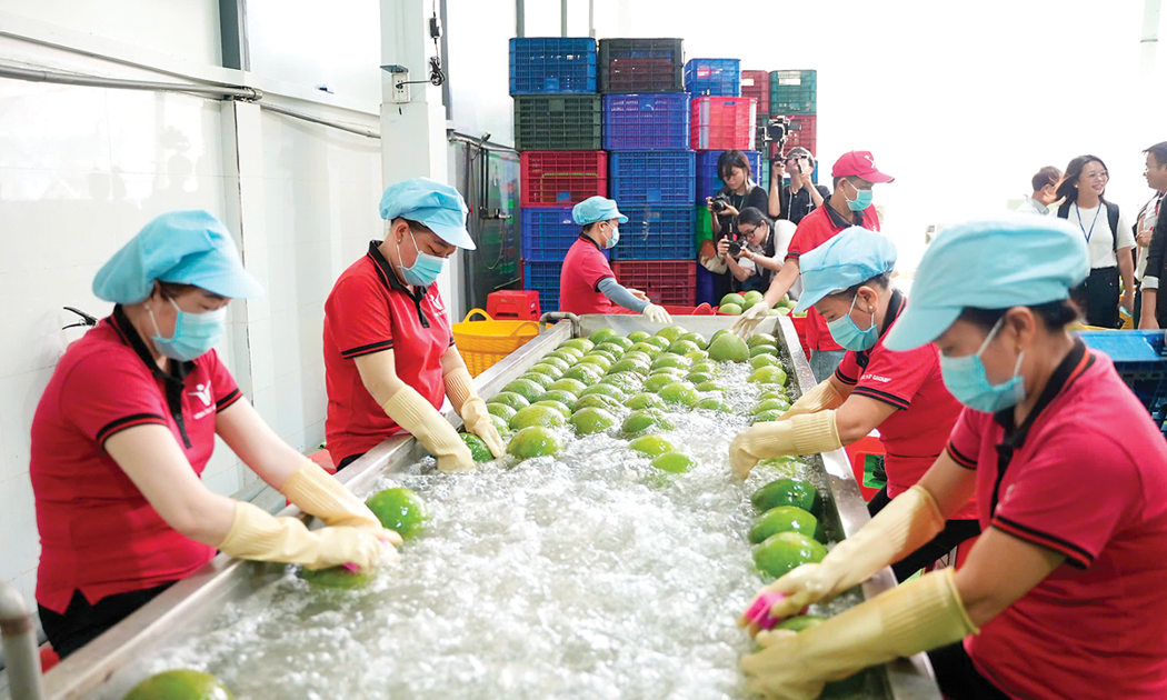 Mặt hàng rau quả là điểm sáng nổi bật trong bức tranh xuất khẩu của ngành nông, lâm, thủy sản. Ảnh: TCKTVN.
