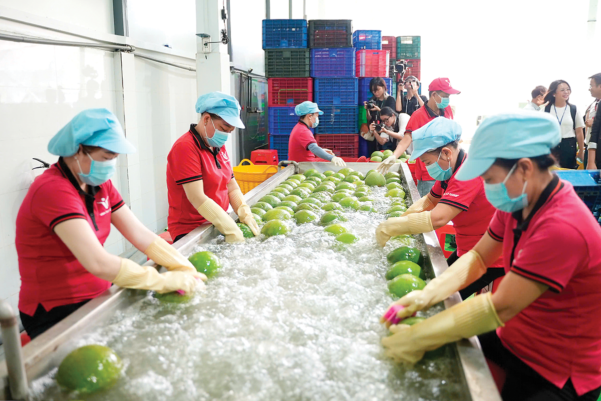 Mặt hàng rau quả là điểm sáng nổi bật trong bức tranh xuất khẩu của ngành nông, lâm, thủy sản. Ảnh: TCKTVN.