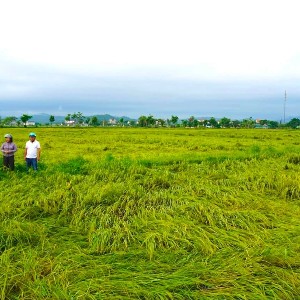 Mưa lớn và gió mạnh đã khiến khoảng 60–70% diện tích lúa tại xã Xuân Lộc, tỉnh Hà Tĩnh bị đổ rạp. Ảnh: UBND xã Xuân Lộc.