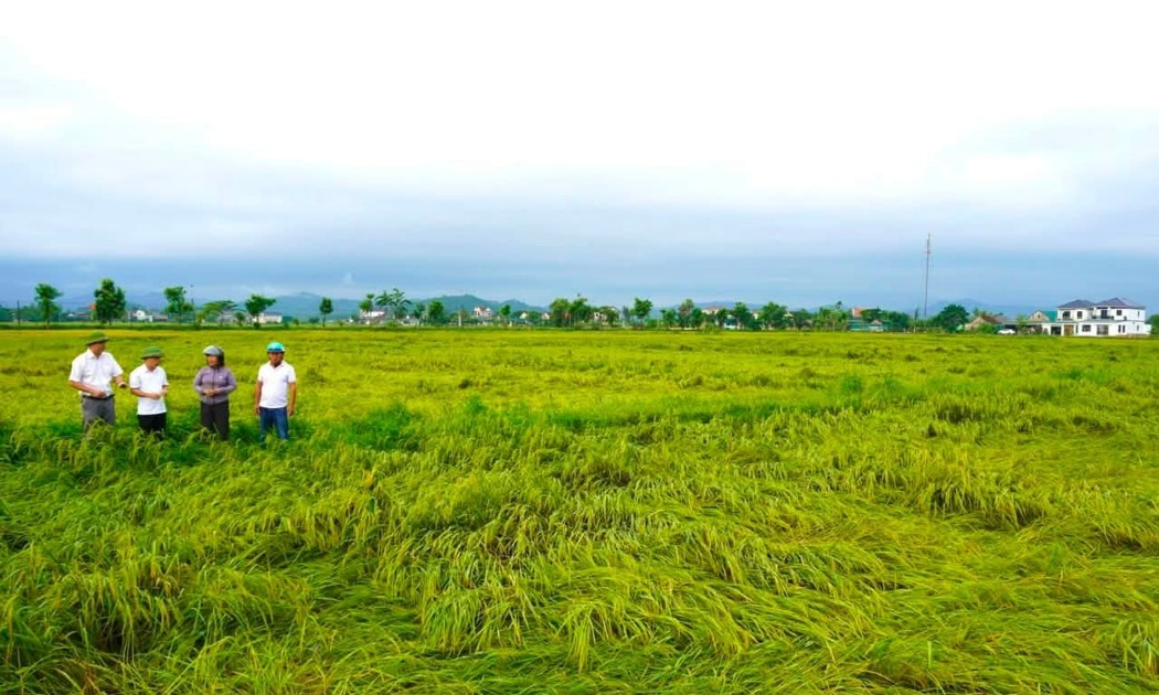 Mưa lớn và gió mạnh đã khiến khoảng 60–70% diện tích lúa tại xã Xuân Lộc, tỉnh Hà Tĩnh bị đổ rạp. Ảnh: UBND xã Xuân Lộc.