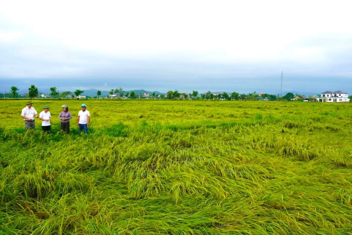 Mưa lớn và gió mạnh đã khiến khoảng 60–70% diện tích lúa tại xã Xuân Lộc, tỉnh Hà Tĩnh bị đổ rạp. Ảnh: UBND xã Xuân Lộc.