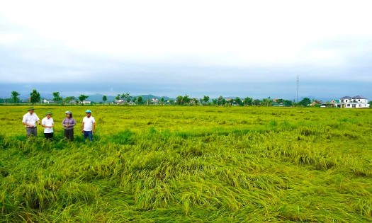 Mưa lớn và gió mạnh đã khiến khoảng 60–70% diện tích lúa tại xã Xuân Lộc, tỉnh Hà Tĩnh bị đổ rạp. Ảnh: UBND xã Xuân Lộc.