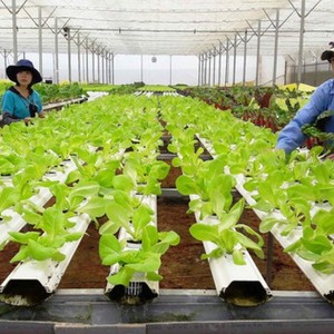Xu hướng phát triển theo chuỗi giá trị và mở rộng sang các lĩnh vực mới cũng đặt ra nhiều yêu cầu mới đối với chính sách về hợp tác xã. Ảnh: VGP.