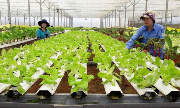 Bộ Tài chính đề xuất nhiều cơ chế hỗ trợ, phát triển hợp tác xã trong kỷ nguyên mới