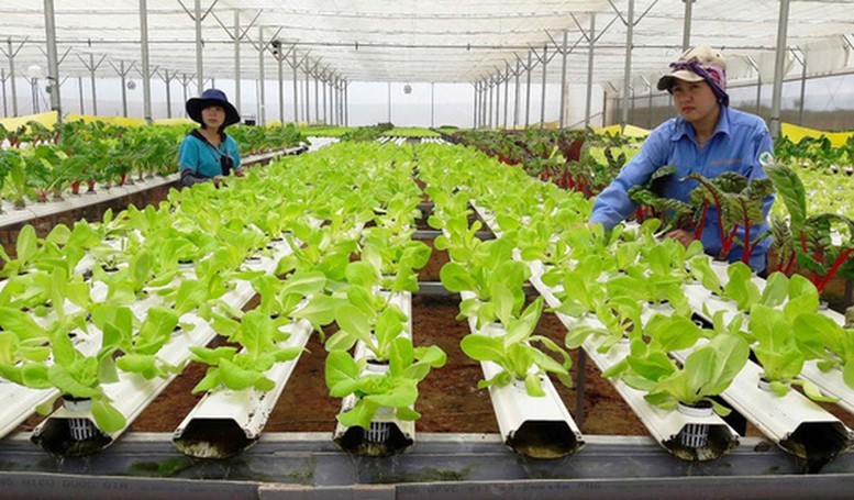 Xu hướng phát triển theo chuỗi giá trị và mở rộng sang các lĩnh vực mới cũng đặt ra nhiều yêu cầu mới đối với chính sách về hợp tác xã. Ảnh: VGP.