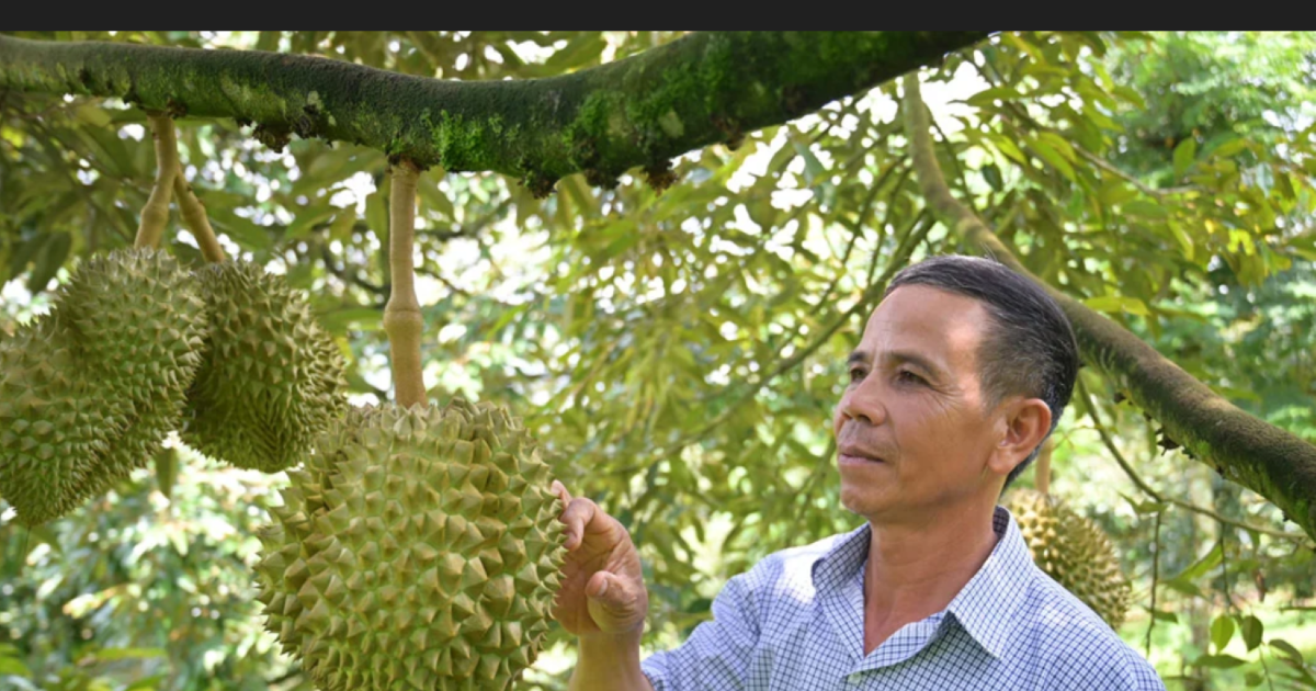 Đắk Lắk thúc đẩy hợp tác chuỗi cung ứng sầu riêng xuất khẩu sang Trung Quốc