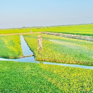 Tỉnh Cà Mau ưu tiên nước sạch phục vụ sản xuất nông nghiệp. Ảnh: mae.gov.vn/Trọng Linh