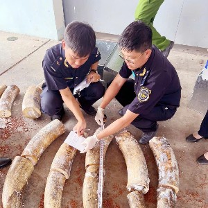 Vụ buôn lậu ngà voi số lượng đặc biệt lớn vừa được phát hiện. Nguồn: Cục Hải quan