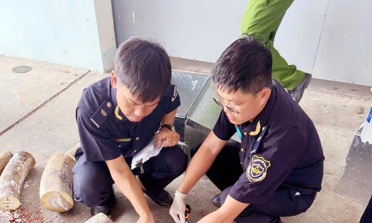 Vụ buôn lậu ngà voi số lượng đặc biệt lớn vừa được phát hiện. Nguồn: Cục Hải quan
