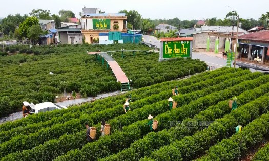 Ảnh: Cổng TTĐT Thái Nguyên