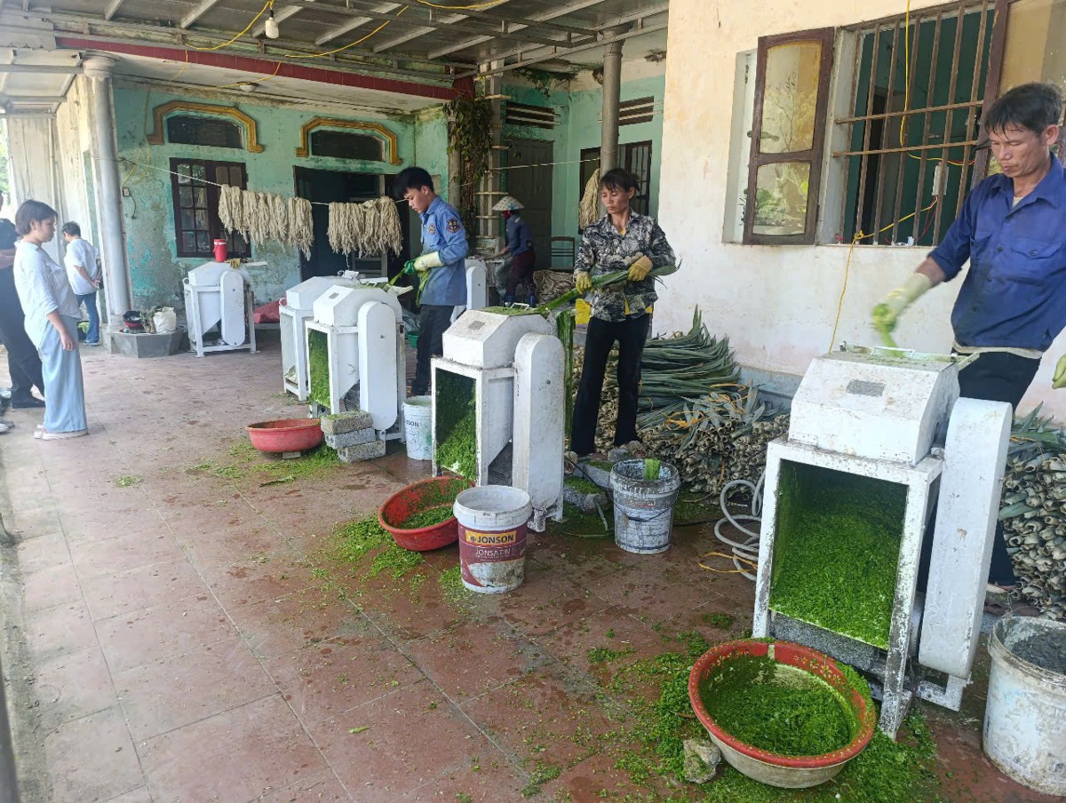 Công đoạn tách xơ đòi hỏi người lao động phải thao tác cẩn thận và chính xác. Ảnh: Nguyễn Thuấn.