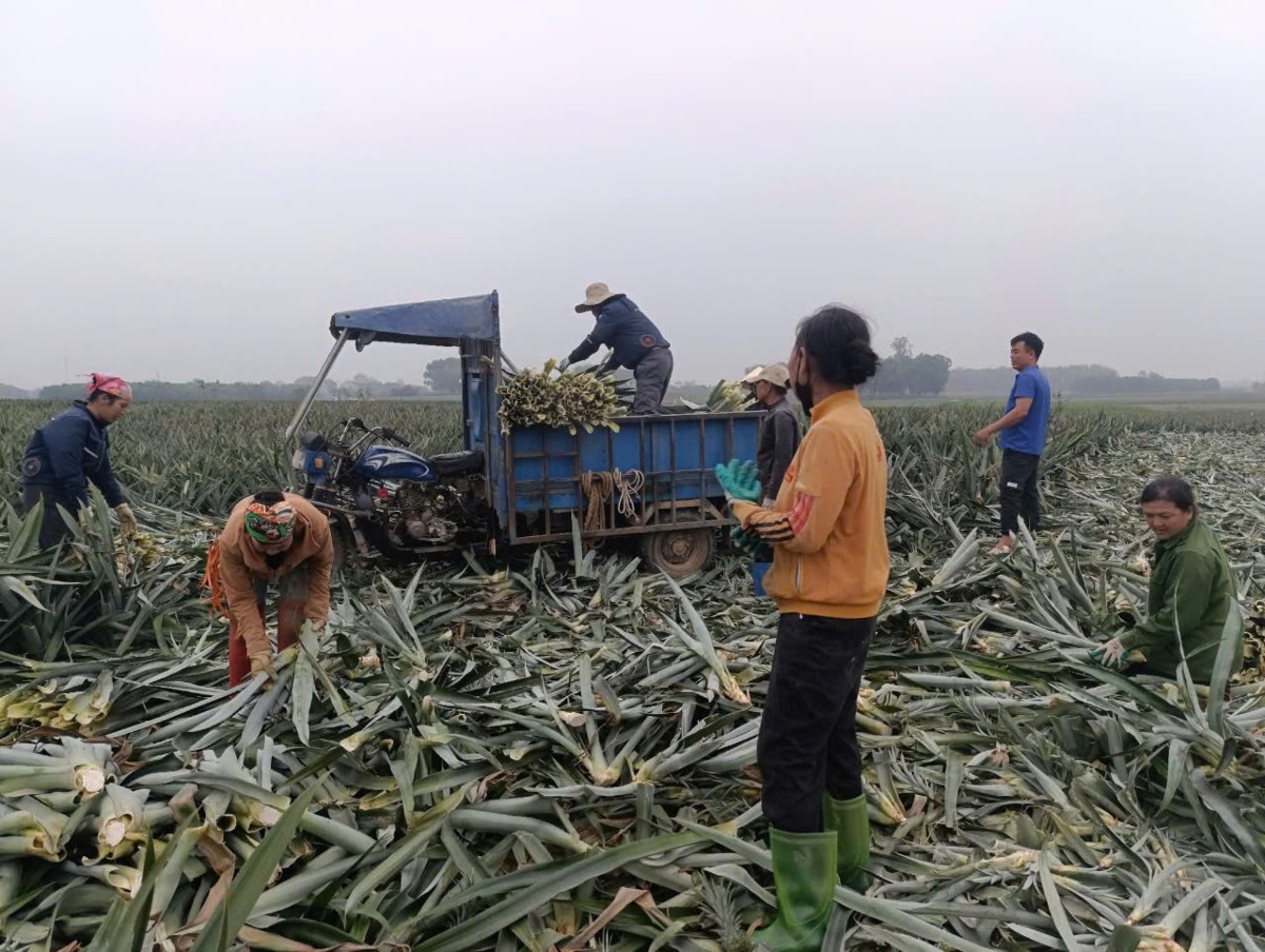 Những cánh đồng dứa ở xã Ngọc Liên cung cấp nguồn phụ phẩm lớn cho mô hình sản xuất sợi tơ. Ảnh: Nguyễn Thuấn.