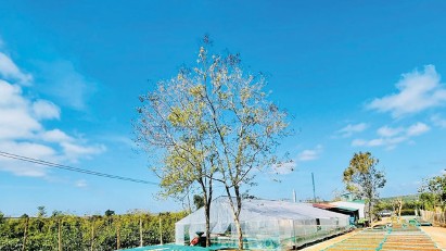To maintain Vietnam's position as the world largest pepper exporter