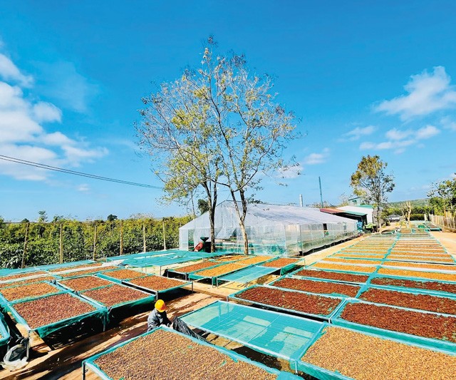 To maintain Vietnam's position as the world largest pepper exporter