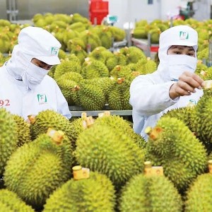 Ấn Độ chính thức mở cửa cho sầu riêng tươi Việt Nam từ ngày 13/7/2026. Ảnh: nongnghiepmoitruong.vn.