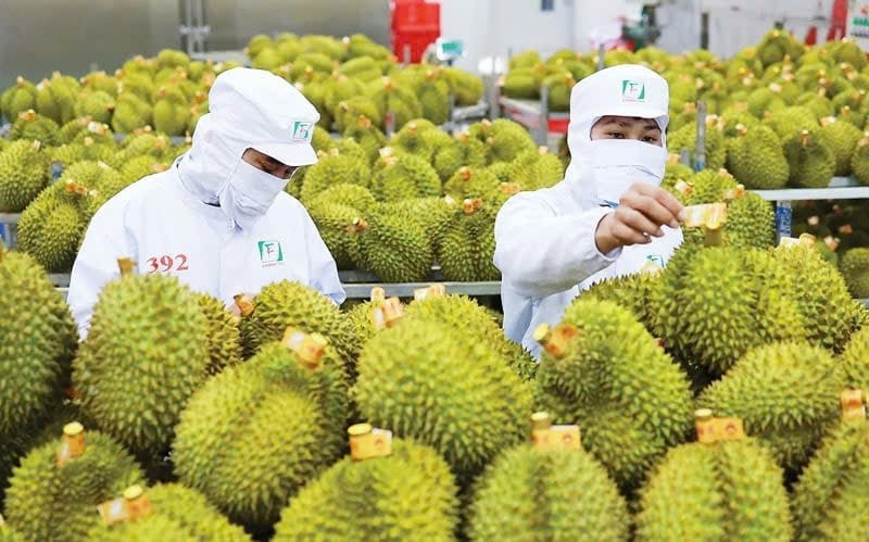 Ấn Độ chính thức mở cửa cho sầu riêng tươi Việt Nam từ ngày 13/7/2026. Ảnh: nongnghiepmoitruong.vn.