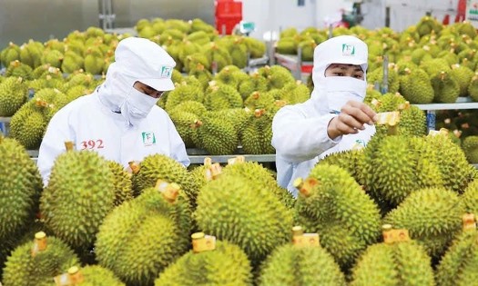 Ấn Độ chính thức mở cửa cho sầu riêng tươi Việt Nam từ ngày 13/7/2026. Ảnh: nongnghiepmoitruong.vn.
