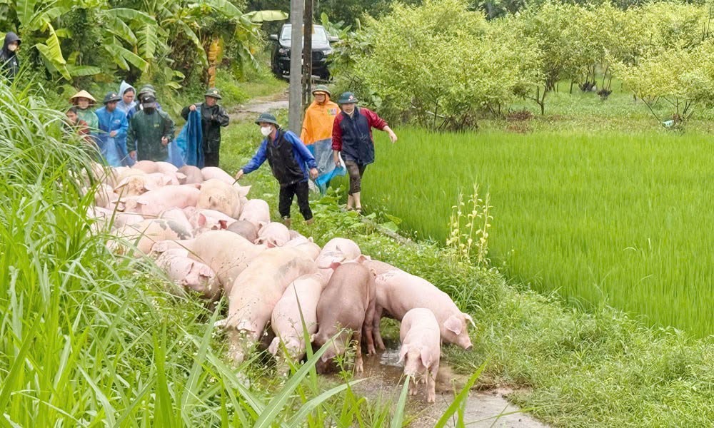 Đưa đàn gia súc ra khỏi khu vực ngập lụt tại tỉnh Bắc Ninh. Ảnh: Cục Quản lý Đê điều và Phòng chống thiên tai.
