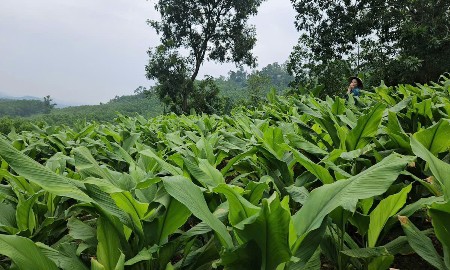 “Đánh thức” những triền đồi cằn bằng cây nghệ nếp đỏ