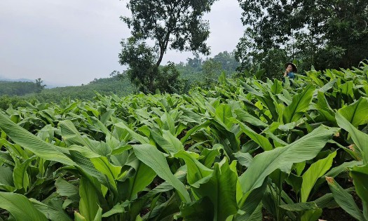 Màu xanh của nghệ nếp đỏ tạo nên diện mạo mới trên những triền đồi ở Thọ Bình. Ảnh: Nguyễn Thuấn.