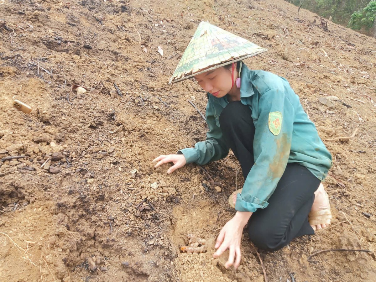 Chị Vi Thị Ánh dành nhiều tâm huyết xây dựng vùng nguyên liệu nghệ nếp đỏ tại quê hương. Ảnh: Nguyễn Thuấn.