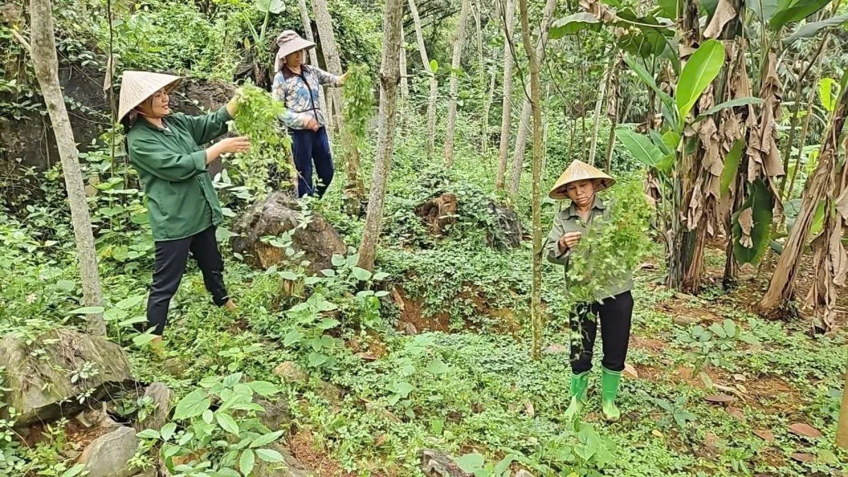 Cây dược liệu đang mở ra hướng phát triển kinh tế mới cho người dân địa phương xã Cẩm Thạch. Ảnh: Nguyễn Thuấn.