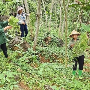 Cây dược liệu đang mở ra hướng phát triển kinh tế mới cho người dân địa phương xã Cẩm Thạch. Ảnh: Nguyễn Thuấn.