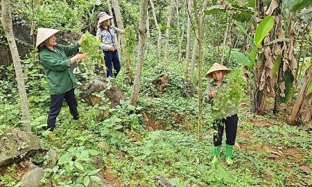 Cây dược liệu đánh thức tiềm năng kinh tế vùng núi xứ Thanh