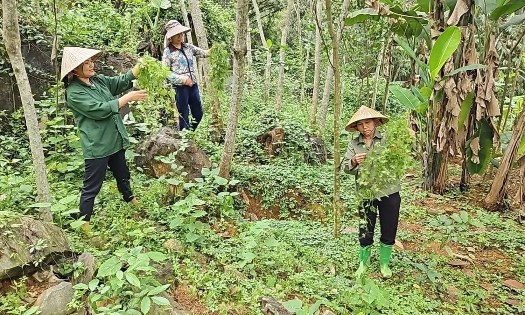 Cây dược liệu đang mở ra hướng phát triển kinh tế mới cho người dân địa phương xã Cẩm Thạch. Ảnh: Nguyễn Thuấn.