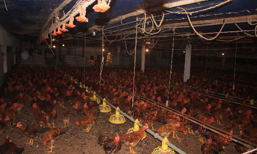 Gà Mía trong trang trại của ông Nguyễn Mạnh Hải. Ảnh: Chu Khôi.