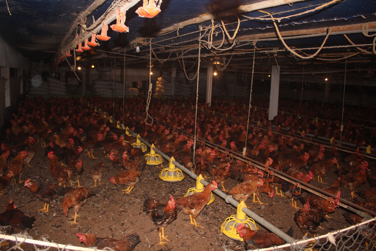 Gà Mía trong trang trại của ông Nguyễn Mạnh Hải. Ảnh: Chu Khôi.