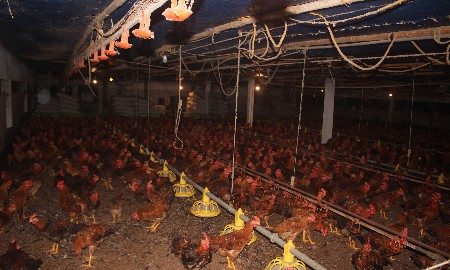 Gà Mía trong trang trại của ông Nguyễn Mạnh Hải. Ảnh: Chu Khôi.