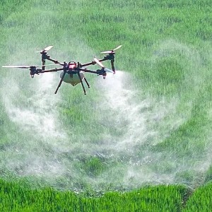 Sử dụng drone để phun thuốc bảo vệ thực vật đã trở nên phổ biến tại một số nơi trên thế giới, chẳng hạn trên những cánh đồng lúa ở Trung Quốc. Ảnh: CFOTO/IMAGO