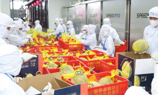 Sầu riêng, thanh long là những mặt hàng trái cây chủ lực của Việt Nam . Ảnh: VPG.
