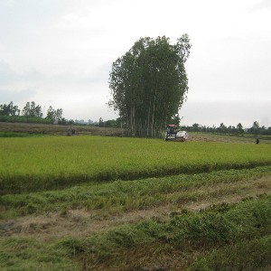 Thu hoạch lúa hè thu chậm do các địa phương điều chỉnh lịch thời vụ. Ảnh: Chu Khôi.