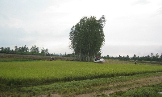 Thu hoạch lúa hè thu chậm do các địa phương điều chỉnh lịch thời vụ. Ảnh: Chu Khôi.