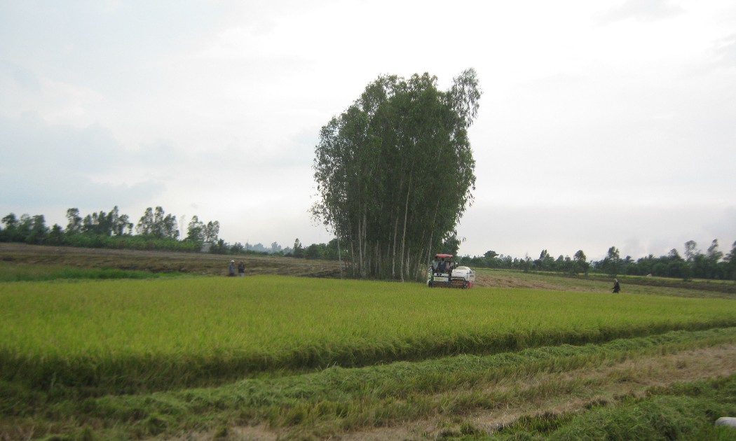 Thu hoạch lúa hè thu chậm do các địa phương điều chỉnh lịch thời vụ. Ảnh: Chu Khôi.