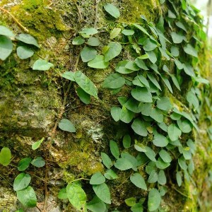 Thị trường tín chỉ carbon tại Việt Nam đã chuyển từ các mục tiêu và chính sách định hướng sang giai đoạn triển khai thực tế. Ảnh: An Chi