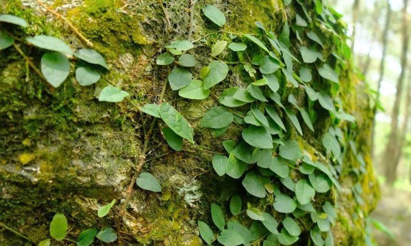 Doanh nghiệp Việt cần chủ động thích ứng với thị trường carbon từ giai đoạn thí điểm