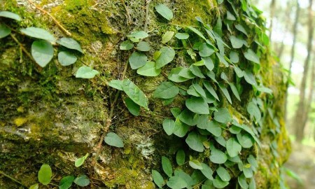 Thị trường tín chỉ carbon tại Việt Nam đã chuyển từ các mục tiêu và chính sách định hướng sang giai đoạn triển khai thực tế. Ảnh: An Chi