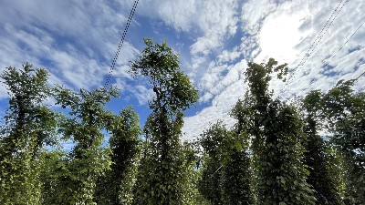 Pepper exports surpass $1 bln  mark; value chain standardization key to maintaining top spot