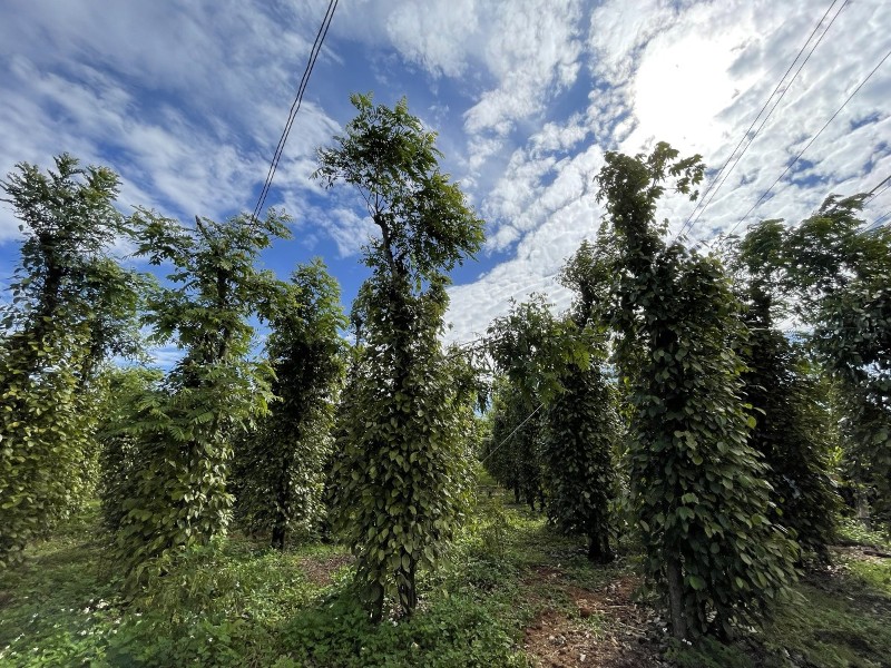 Pepper exports surpass $1 bln  mark; value chain standardization key to maintaining top spot