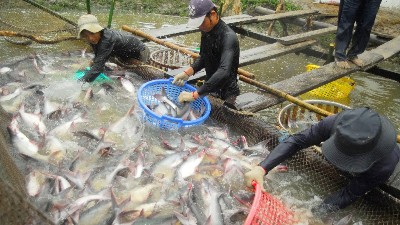 Fisheries sector sustains growth in the first 8 months