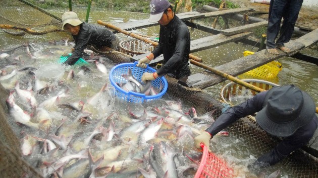 Fisheries sector sustains growth in the first 8 months