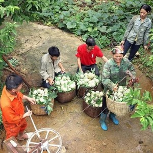 Na Lạng Sơn được trồng trên núi, vận chuyển xuống dưới bằng tời và ròng rọc. Ảnh: TTX.