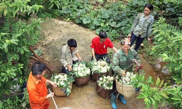 Khơi thông thị trường tiêu thụ sản phẩm vùng dân tộc thiểu số